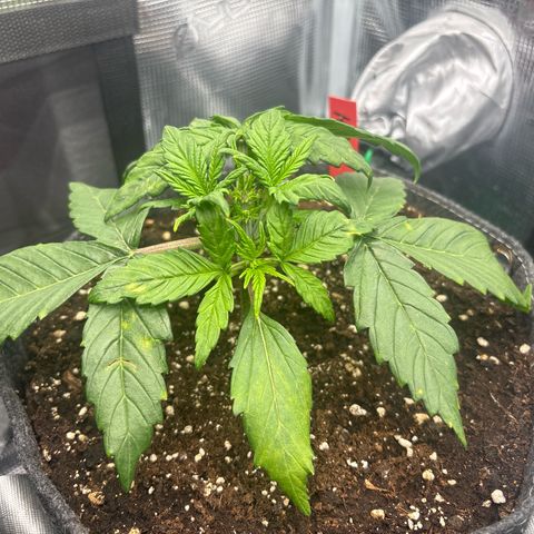 Hilde growlog timeline photo
