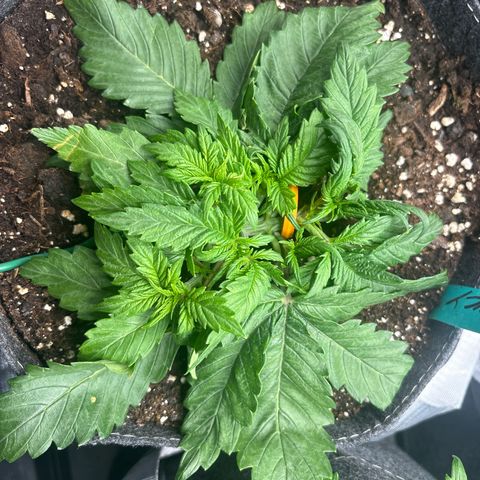 Lucy growlog timeline photo