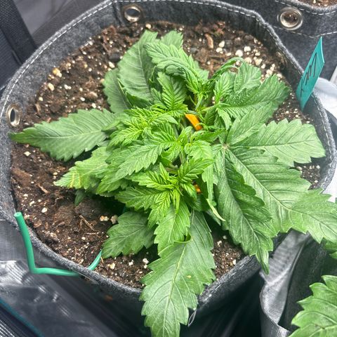 Lucy growlog timeline photo