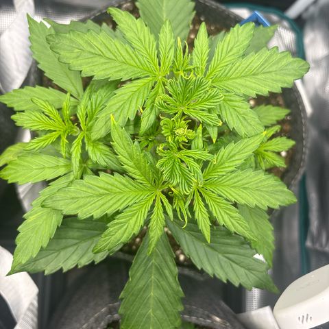 Mary Jane growlog timeline photo