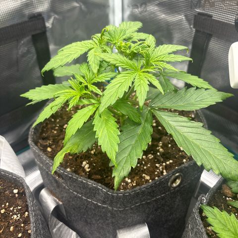 Mary Jane growlog timeline photo