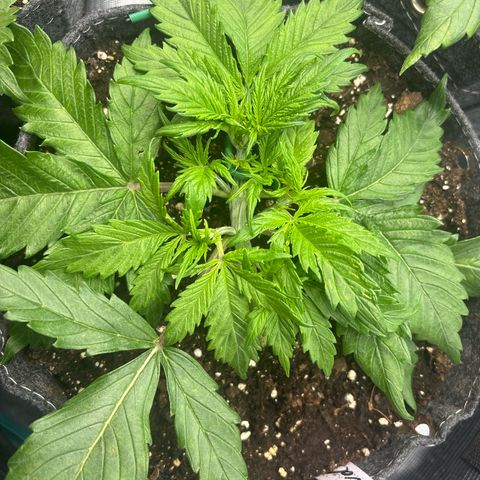 Gertrud growlog timeline photo