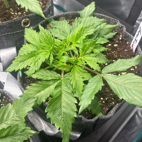 Gertrud growlog timeline photo