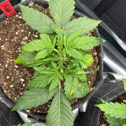 Hilde growlog timeline photo