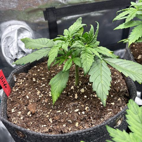 Hilde growlog timeline photo