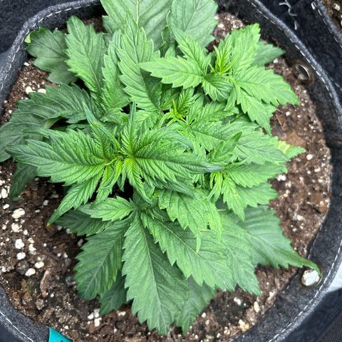 Lucy growlog timeline photo