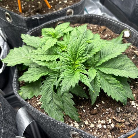 Lucy growlog timeline photo