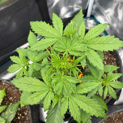 Mary Jane growlog timeline photo