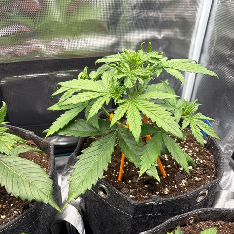 Mary Jane growlog timeline photo