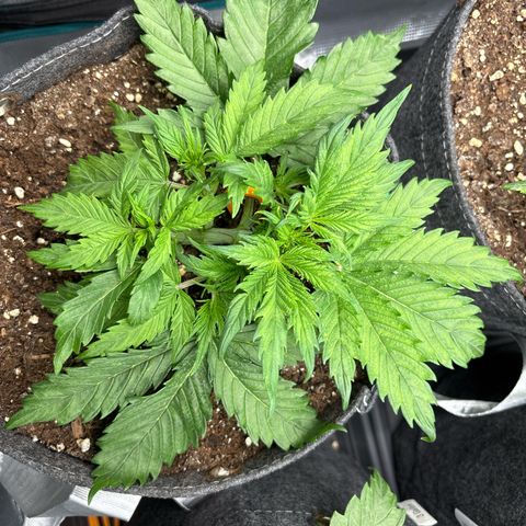 Gertrud growlog timeline photo