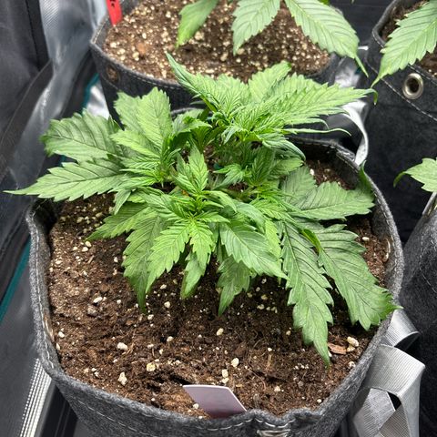 Gertrud growlog timeline photo