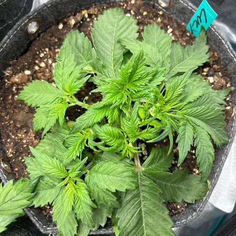 Lucy growlog timeline photo