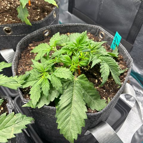 Lucy growlog timeline photo
