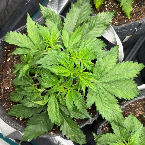 Gertrud growlog timeline photo
