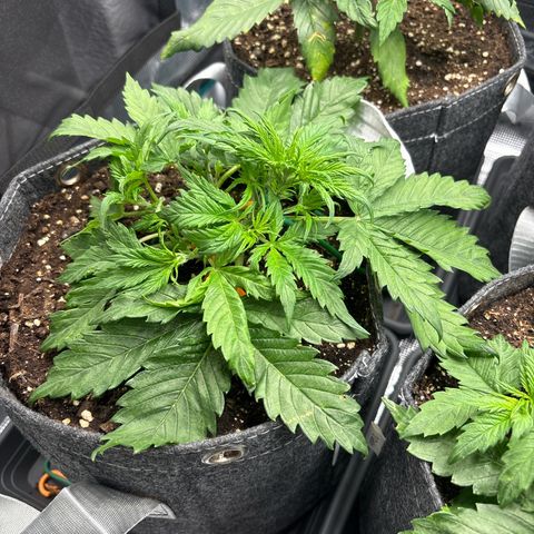 Gertrud growlog timeline photo