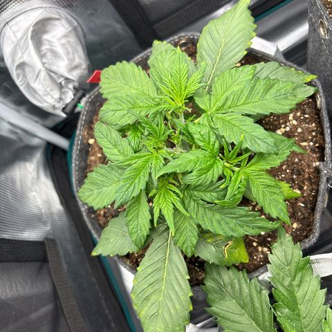 Hilde growlog timeline photo