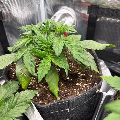 Hilde growlog timeline photo
