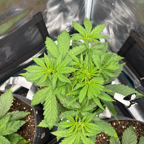 Mary Jane growlog timeline photo