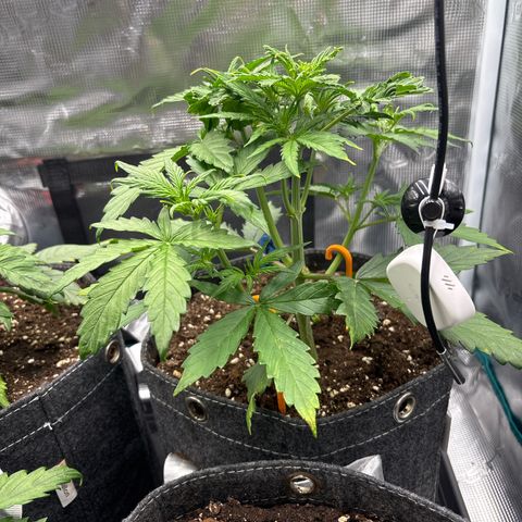 Mary Jane growlog timeline photo