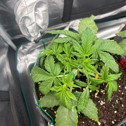 Hilde growlog timeline photo