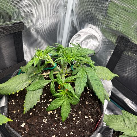 Hilde growlog timeline photo