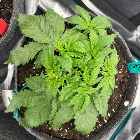 Lucy growlog timeline photo