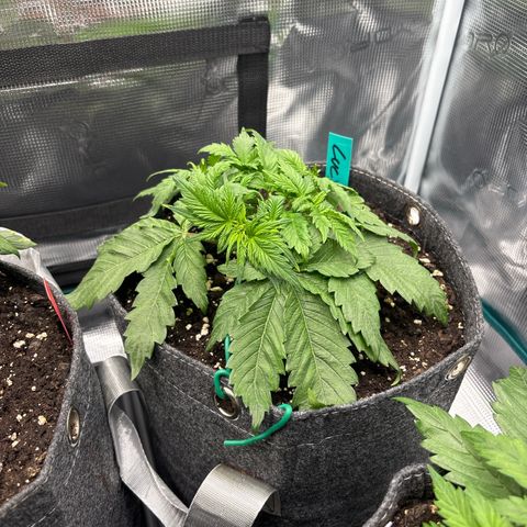 Lucy growlog timeline photo