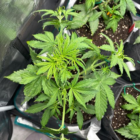Mary Jane growlog timeline photo