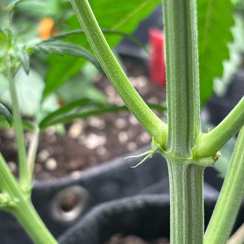Mary Jane growlog timeline photo
