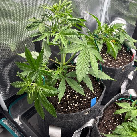 Mary Jane growlog timeline photo