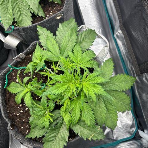 Gertrud growlog timeline photo