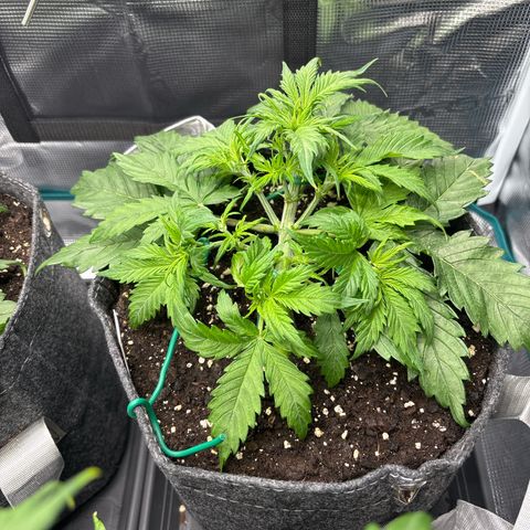 Gertrud growlog timeline photo
