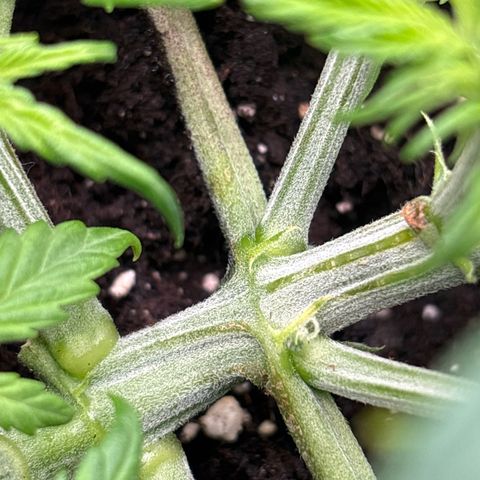 Gertrud growlog timeline photo