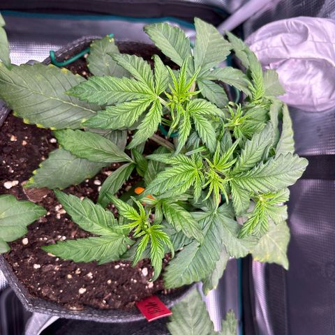 Hilde growlog timeline photo