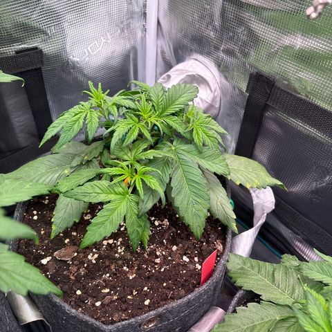 Hilde growlog timeline photo
