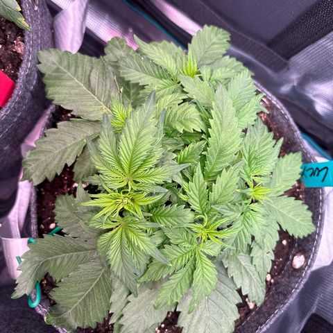 Lucy growlog timeline photo
