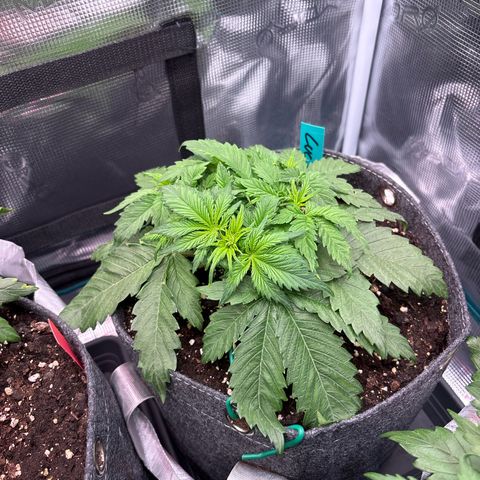 Lucy growlog timeline photo