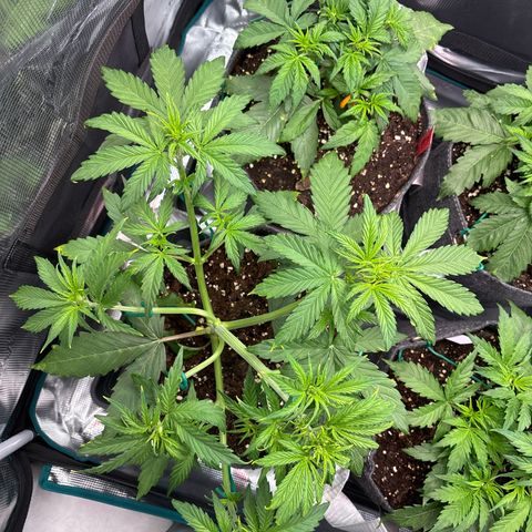 Mary Jane growlog timeline photo