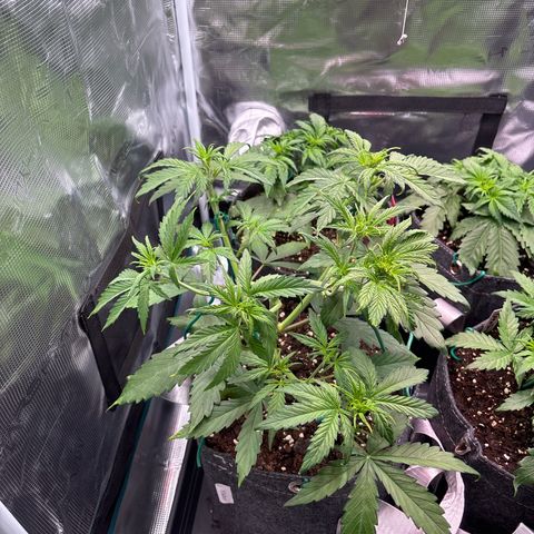 Mary Jane growlog timeline photo