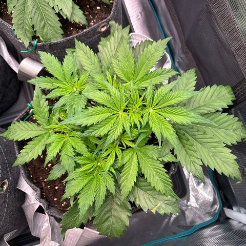 Gertrud growlog timeline photo