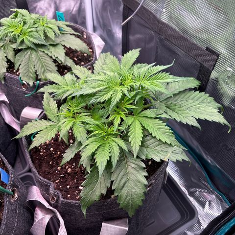 Gertrud growlog timeline photo