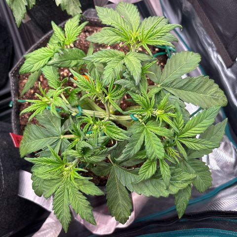 Hilde growlog timeline photo