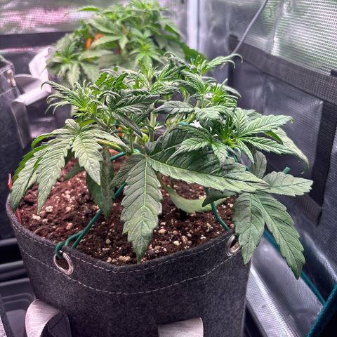 Hilde growlog timeline photo