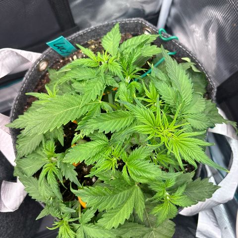 Lucy growlog timeline photo