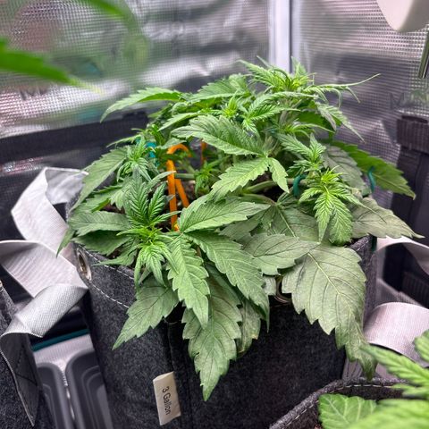 Lucy growlog timeline photo