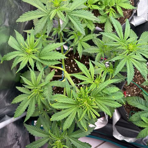 Mary Jane growlog timeline photo