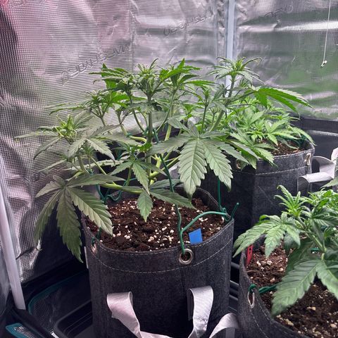 Mary Jane growlog timeline photo