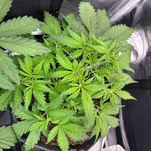 Gertrud growlog timeline photo