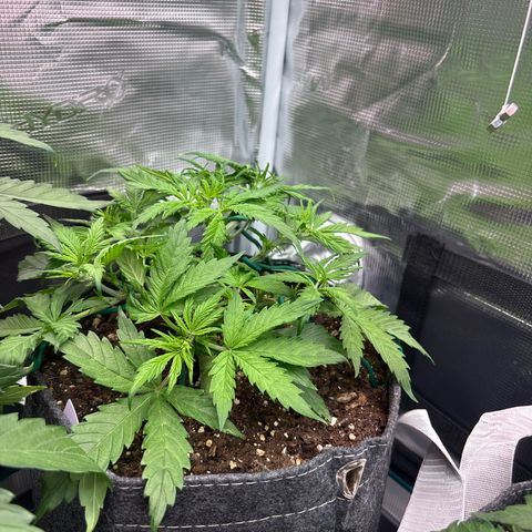 Gertrud growlog timeline photo