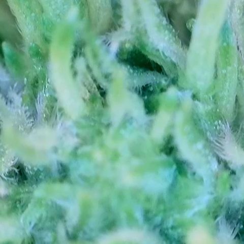Mary Jane growlog timeline photo